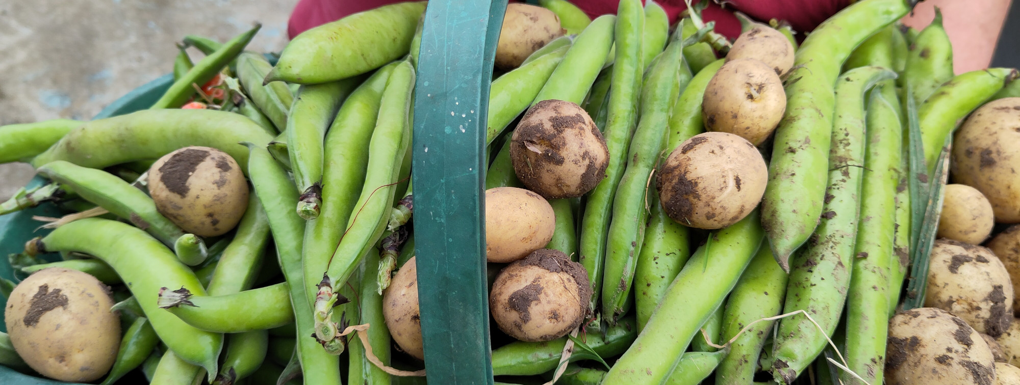 IMG_20240606_160115 (1)